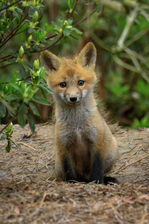 Sweet Fox Kit Photograph By Julie Barrick Fine Art America