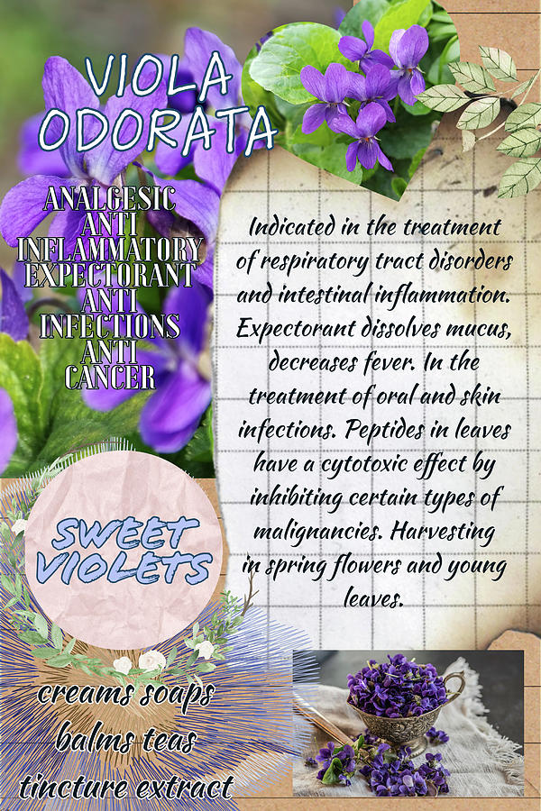 Sweet Violets Benefits Photograph By Ana Naturist Fine Art America