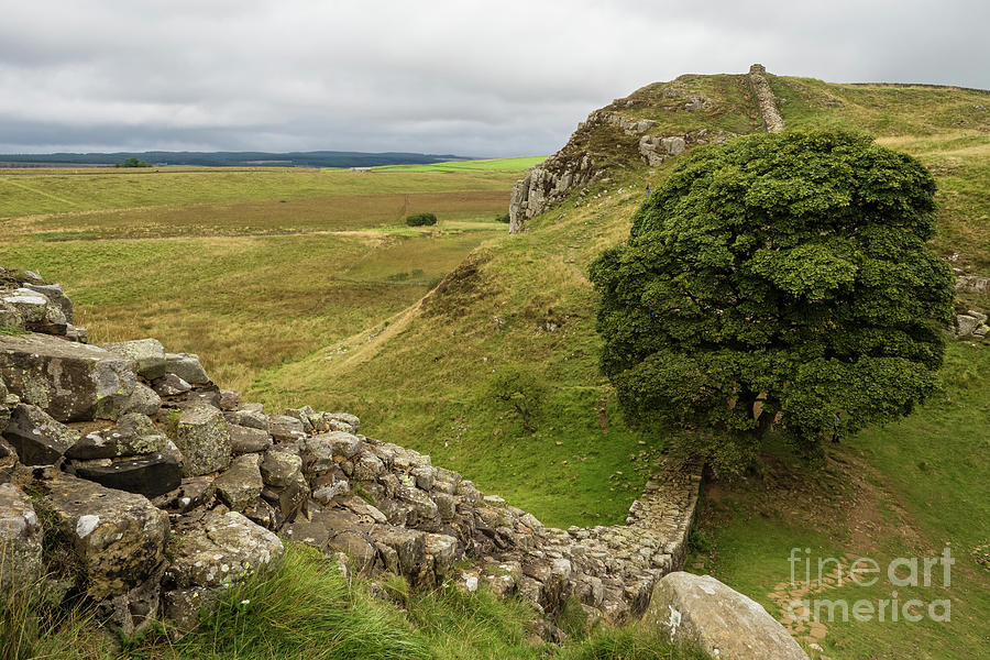 Sycamore Tree Above Once Brewed On Hadrian S Wall Walk Photograph By