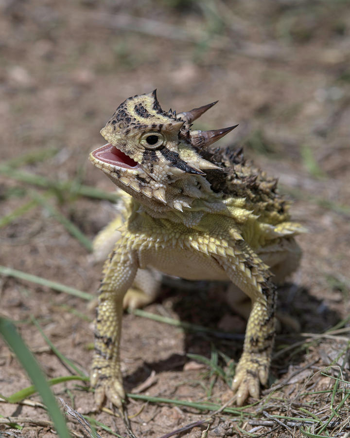 Texas Horned Lizard Aka Horny Toad Photograph By Karen Slagle Fine