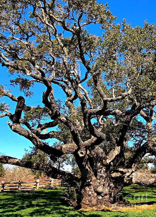 The Big Tree Side View Photograph By Charlene Adler Fine Art America