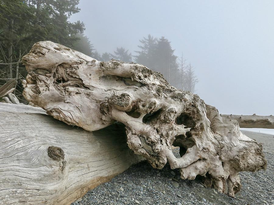 The Driftwood Monster Photograph By Spacewalk Fine Art America