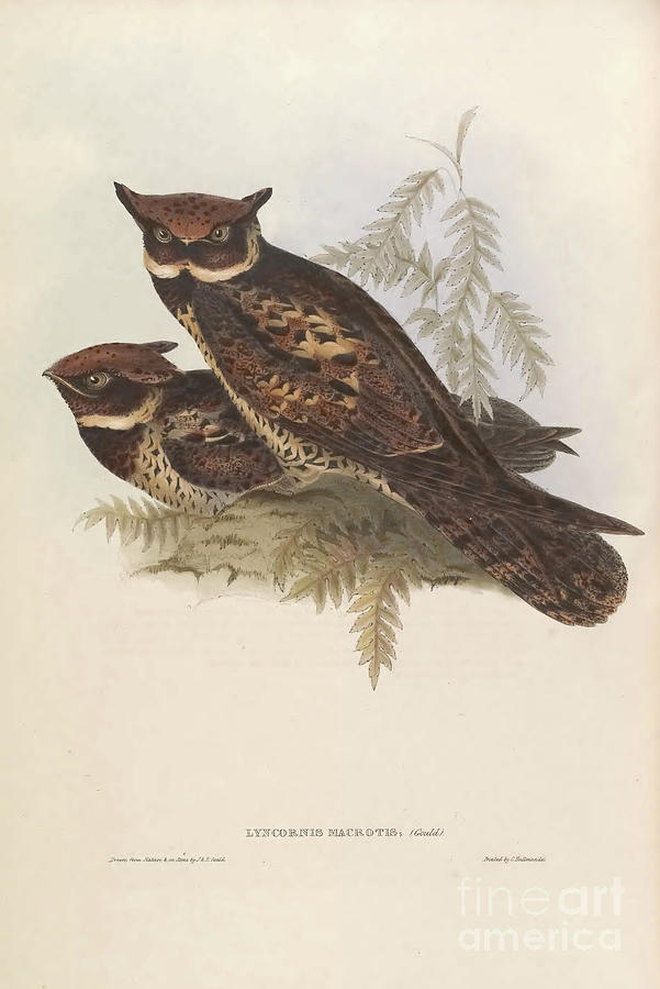 The Great Eared Nightjar Lyncornis Macrotis A Drawing By Historic