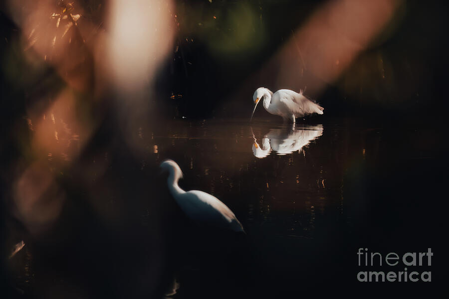 The Watering Hole Photograph By Terry Shelton Fine Art America