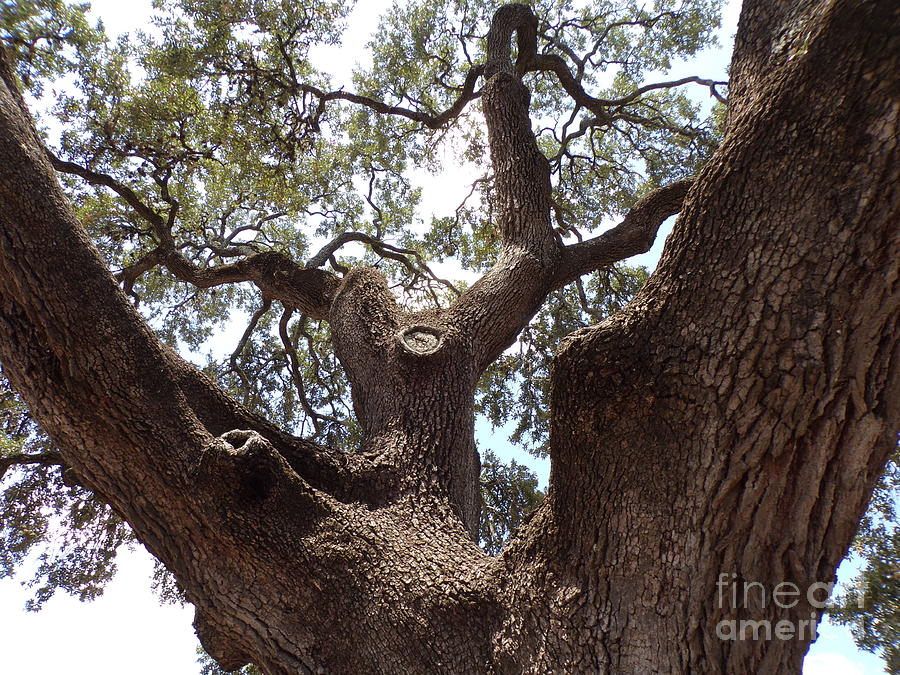 Three Hundred Year Old Texas Live Oak Tree Seven Photograph By Joney