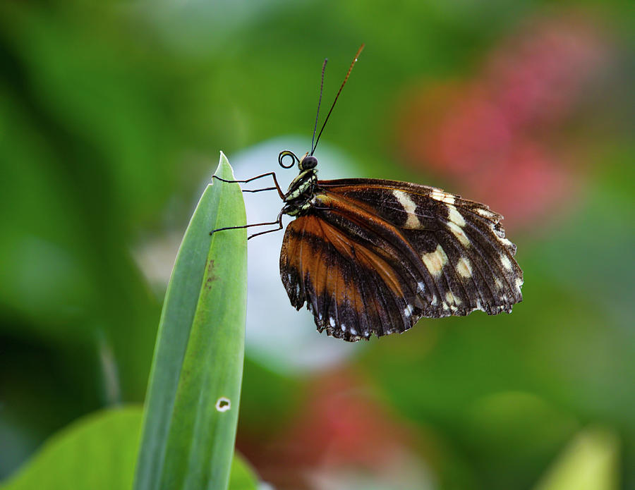 Tiger Longwing Golden Helicon Butterfly Heliconius Hecale Leaf