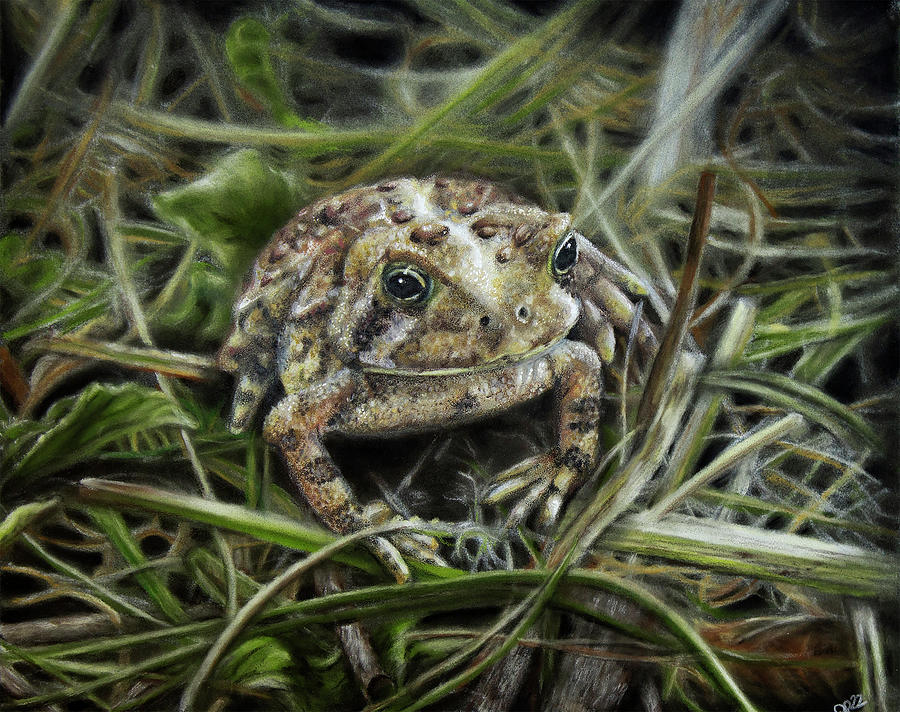 Tiny Toad Drawing By Jennifer Pansegrau Fine Art America