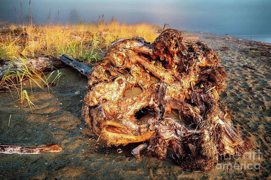 Tree Washed Up On Beach Photograph By M G Whittingham Pixels