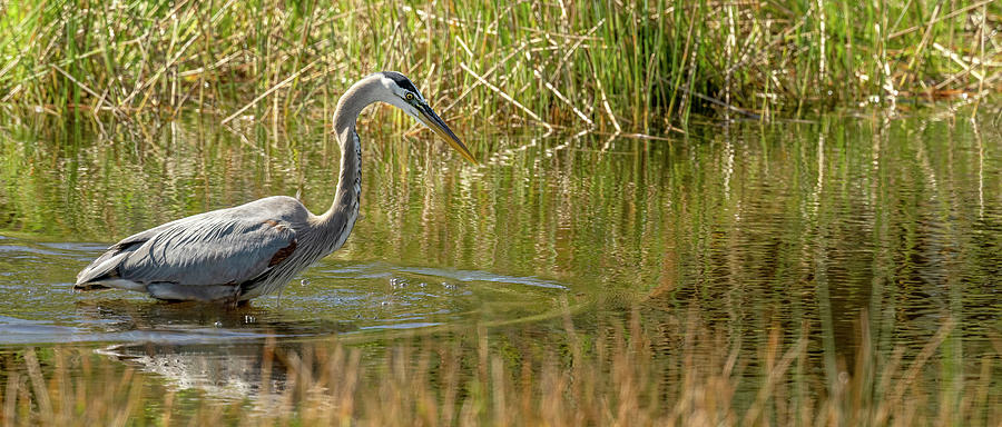 Trolling Great Blue Heron Photograph By Gordon Ripley Fine Art America