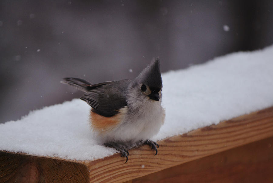 Tufted Titmouse Bird In Snowfall Photograph By Gaby Ethington Pixels