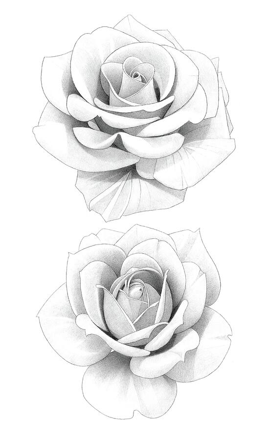 Two Roses Pencil Drawing 23 Drawing By Matthew Hack Fine Art America