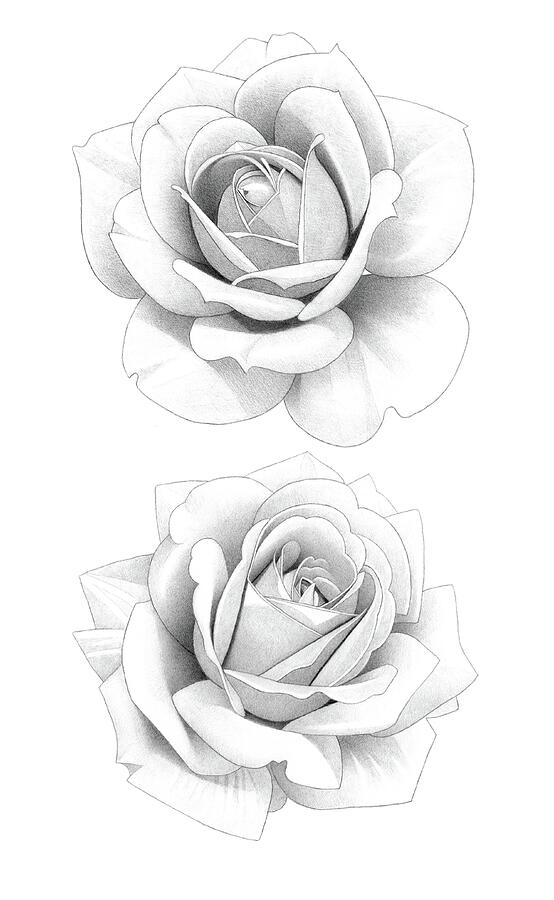 Two Roses Pencil Drawing Drawing By Matthew Hack Fine Art America