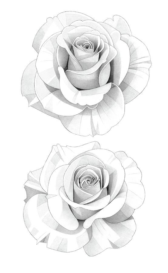 Two Roses Pencil Drawing Drawing By Matthew Hack Fine Art America