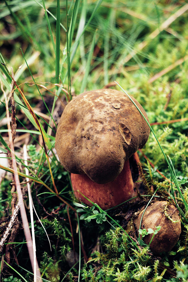 Very Rare Species Of Bolete Mushroom Boletus Aereus Hidden In The