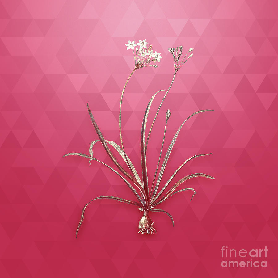 Vintage Allium Fragrans In Gold On Viva Magenta Mixed Media By Holy