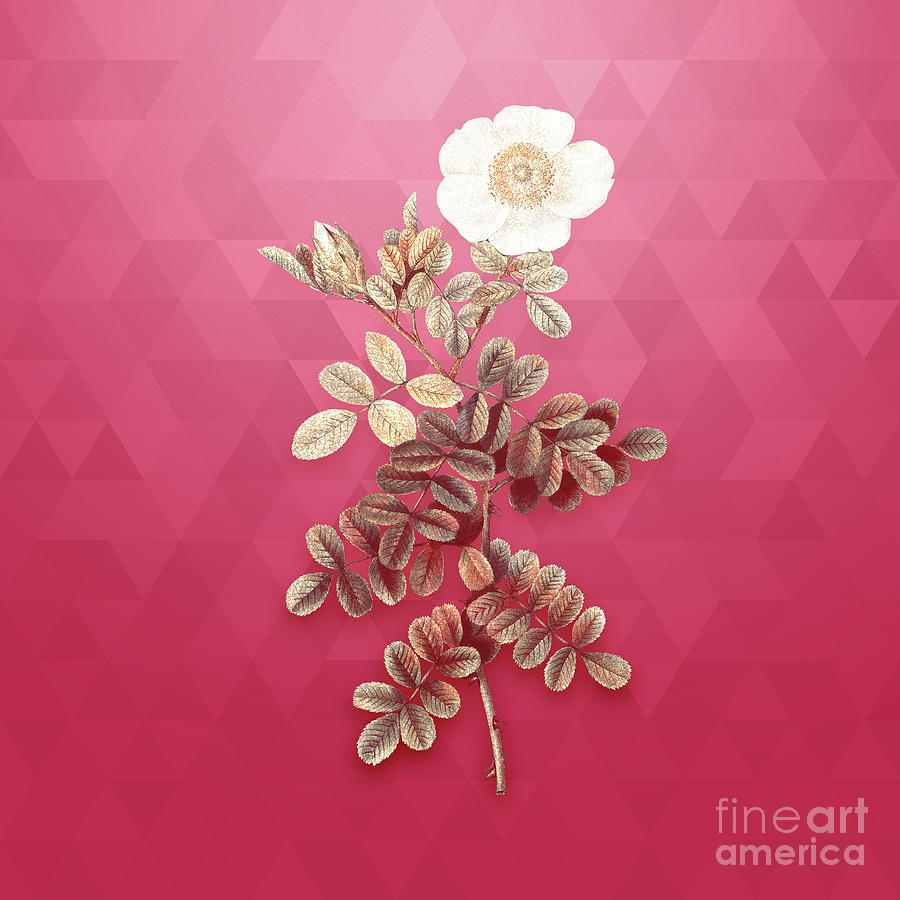 Vintage Macartney Rose In Gold On Viva Magenta Mixed Media By Holy Rock