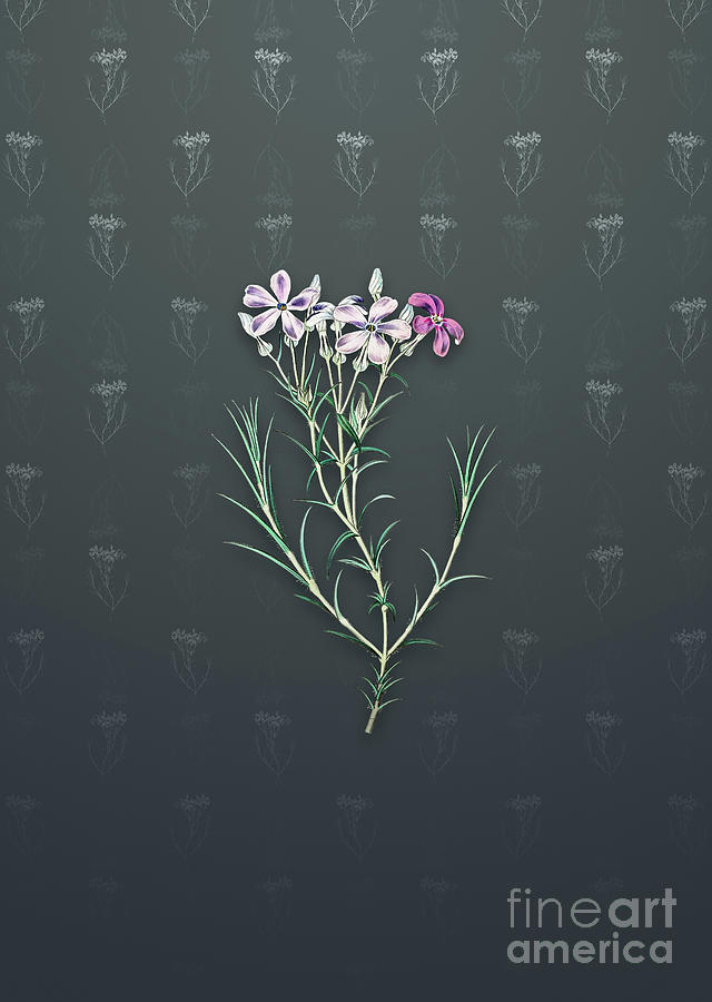 Vintage Shewy Phlox Flower Botanical Art On Slate Gray Pattern N 3468