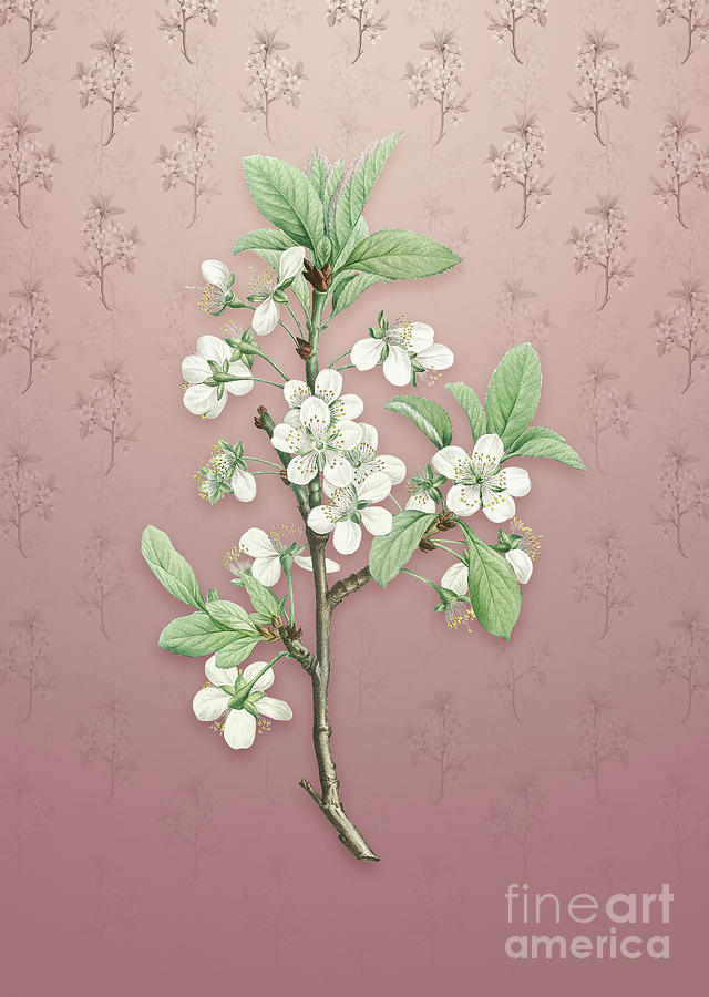 Vintage White Plum Flower Botanical Art On Dusty Pink Pattern N