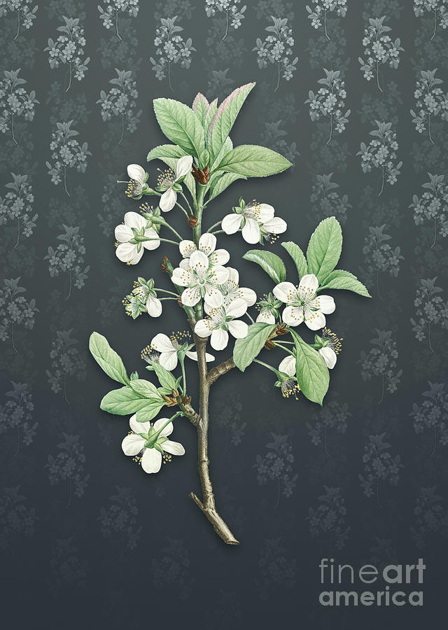 Vintage White Plum Flower Botanical Art On Slate Gray Pattern N