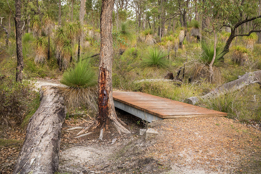 Walking Bridge Over Dry Creek Bed At Crooked Brook Forest Photograph By