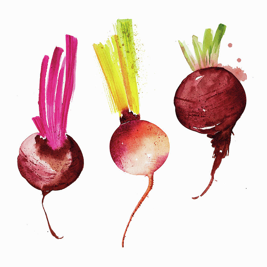 Watercolour Painting Of Different Beetroot Painting By Enya Fine Art