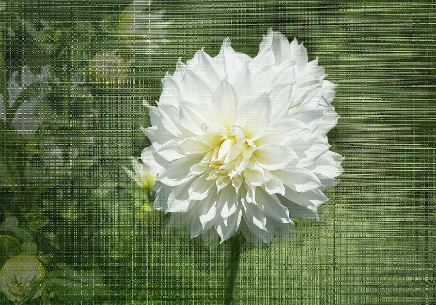 White Dahlia Photograph By Susan Newcomb Fine Art America