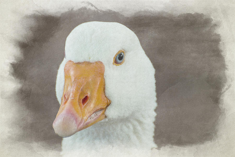 White Goose Digital Watercolor Painting Photograph By Rob Thorley Pixels