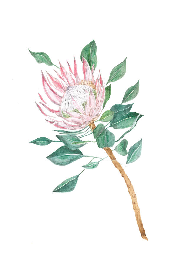 White Protea Painting By Daniella Van Den Heever Fine Art America