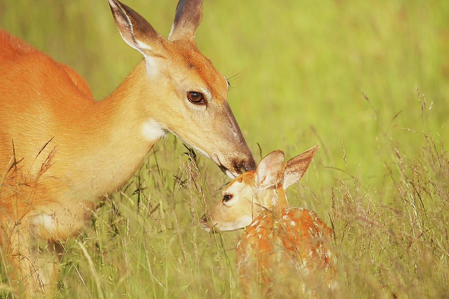 White Tailed Deer Licking Fawn Photograph By Lori A Cash Fine Art America