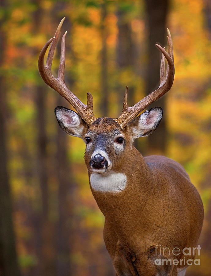 Whitetail Buck Autumn III Photograph By Gary W Griffen Fine Art America