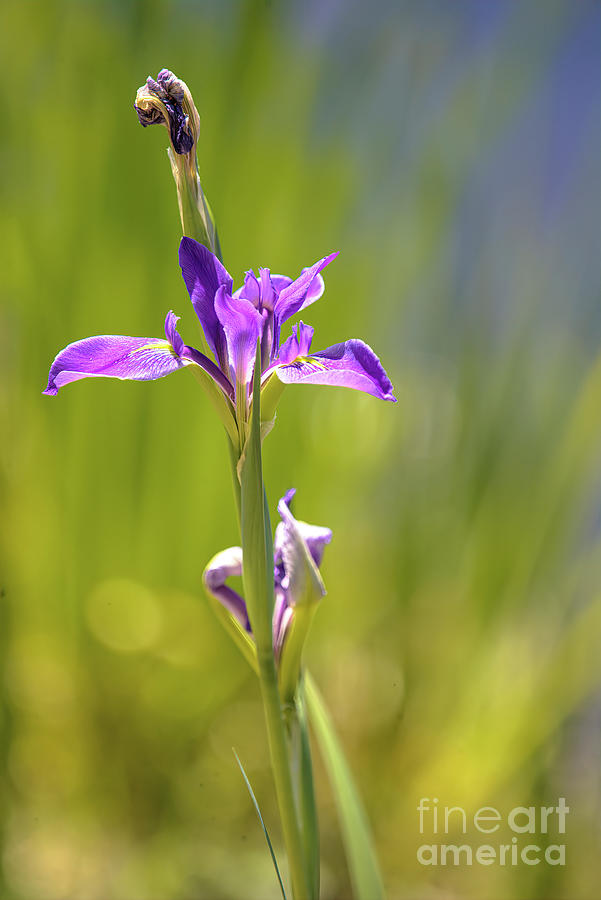 Wild And Beautiful Wild Iris Photograph By Felix Lai Fine Art America