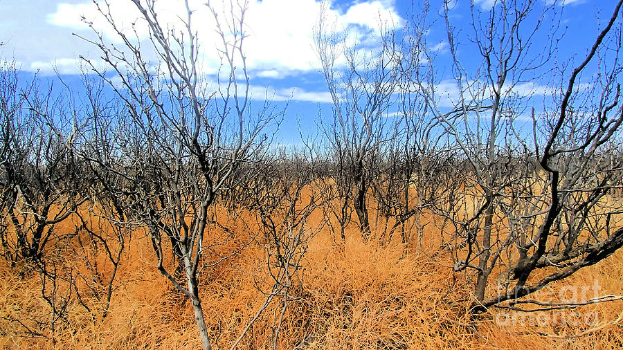 Wild Dry West Photograph By Kandace Mell Fine Art America