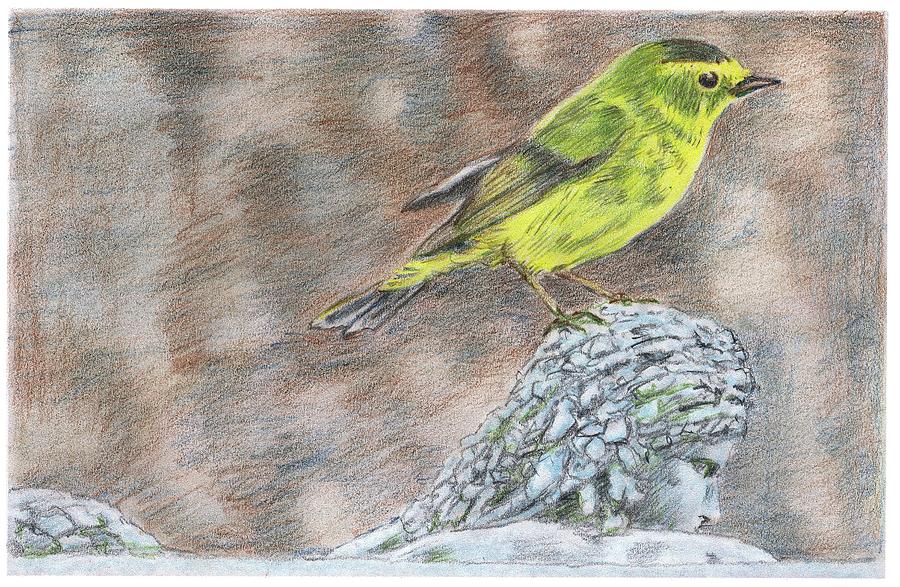 Wilson S Warbler Drawing By Stephen Stanley Fine Art America