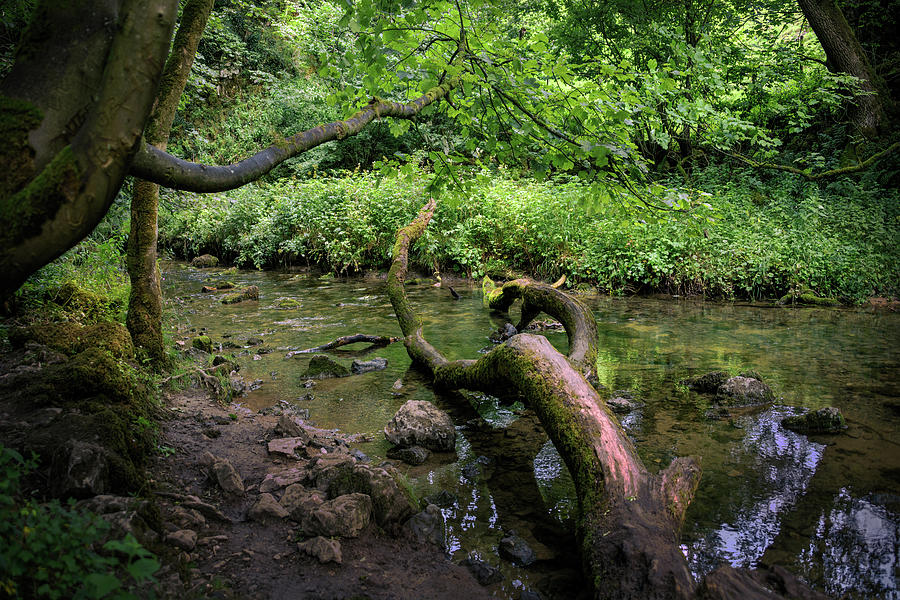 Woodland River Photograph By Svetlana Sewell Fine Art America