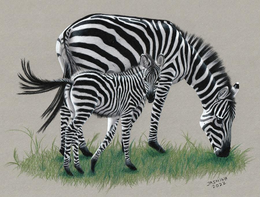 Zebra With A Zebra Foal Print Of A Colored Pencil Drawing Drawing By