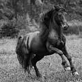 Lusitano Stallion Photograph By Carol Walker