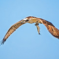 Birds Flying At Sunrise Photograph By Joe Granita