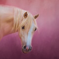 Pretty In Pink - Palomino Pony by Michelle Wrighton