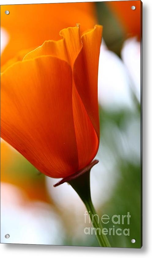 Wingsdomain Art and Photography - Orange California Poppy .... Print Wingsdomain Art and Photography - Orange California Poppy .... Print