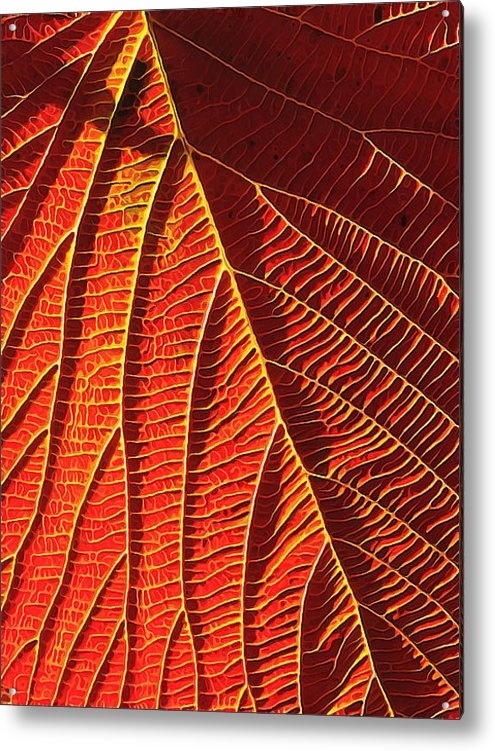 Bill Caldwell - ABeautifulSky Photography - Vibrant Viburnum Print Bill Caldwell - ABeautifulSky Photography - Vibrant Viburnum Print