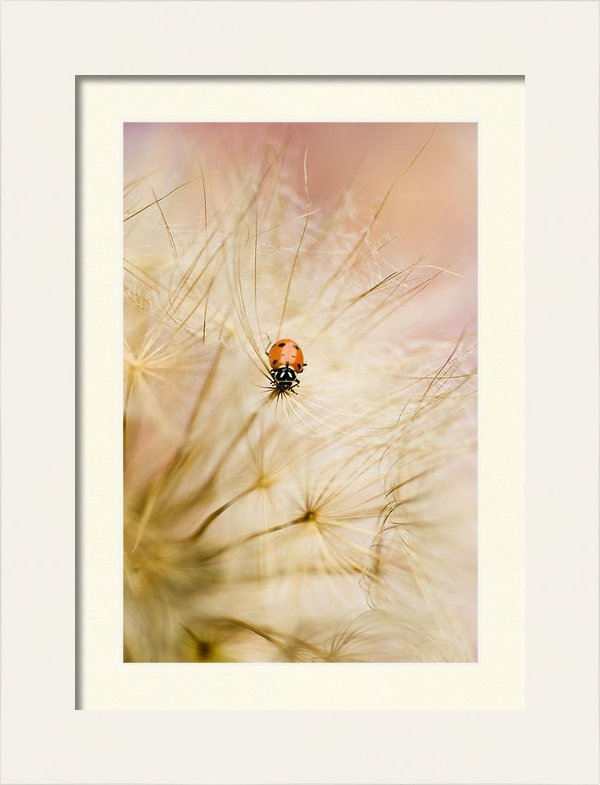 Iris Greenwell - Sleepy Ladybug Print Iris Greenwell - Sleepy Ladybug Print