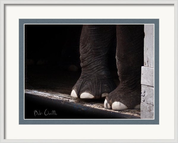 Bob Orsillo - Elephant Toes Print Bob Orsillo - Elephant Toes Print