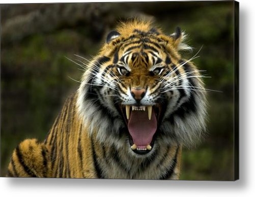 Mike Dawson - Eyes of the Tiger Print Mike Dawson - Eyes of the Tiger Print