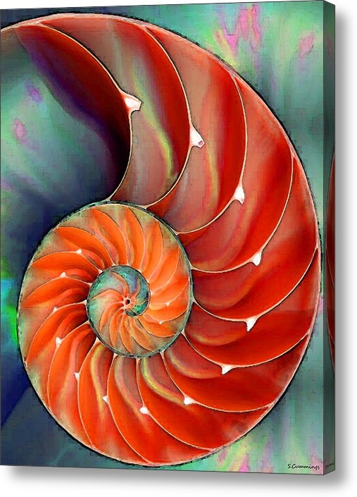 Sharon Cummings - Nautilus Shell - Nature Sharon Cummings - Nautilus Shell - Nature