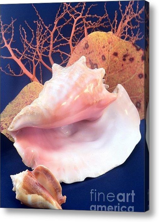 Barbie Corbett-Newmin - Conch Still Life Print Barbie Corbett-Newmin - Conch Still Life Print