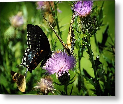Rebecca Sherman - The Nectar Seekers Print Rebecca Sherman - The Nectar Seekers Print