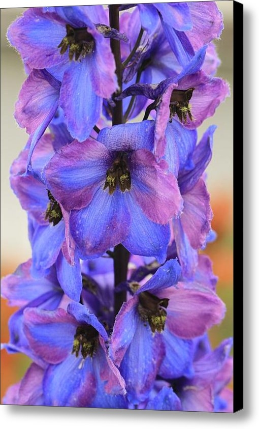 Joanne Markiewicz - Blue Bell All Profits go ... Print Joanne Markiewicz - Blue Bell All Profits go ... Print