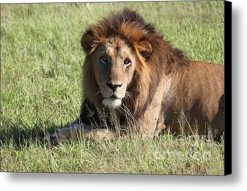 Joanne Markiewicz - Big Boy All Profits go to... Print Joanne Markiewicz - Big Boy All Profits go to... Print