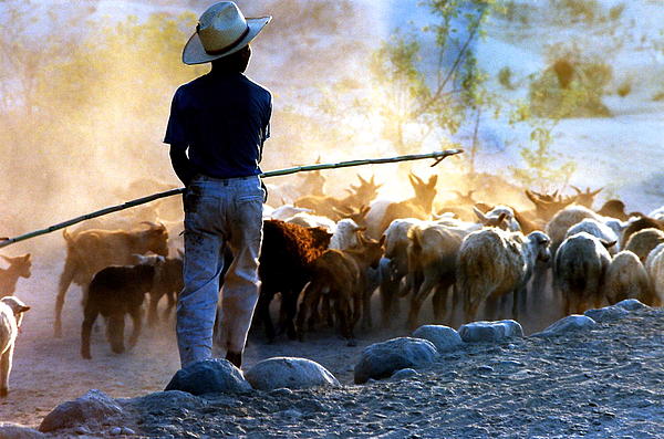 Phyllis Kaltenbach -  Herder Going Home in Mexico