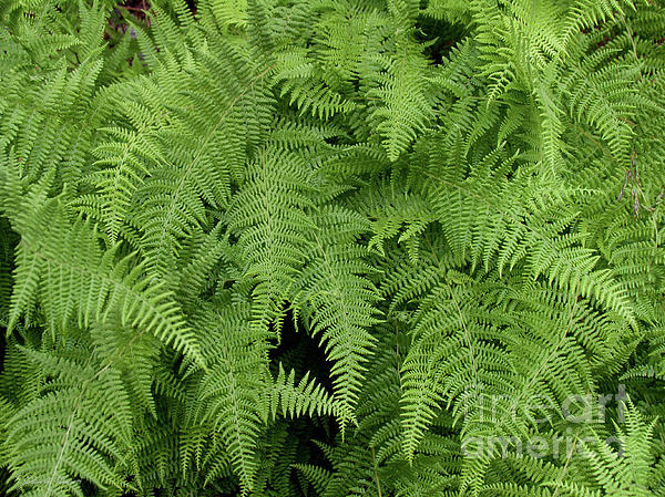 Mountain Ferns Of North Carolina Print by John Harmon